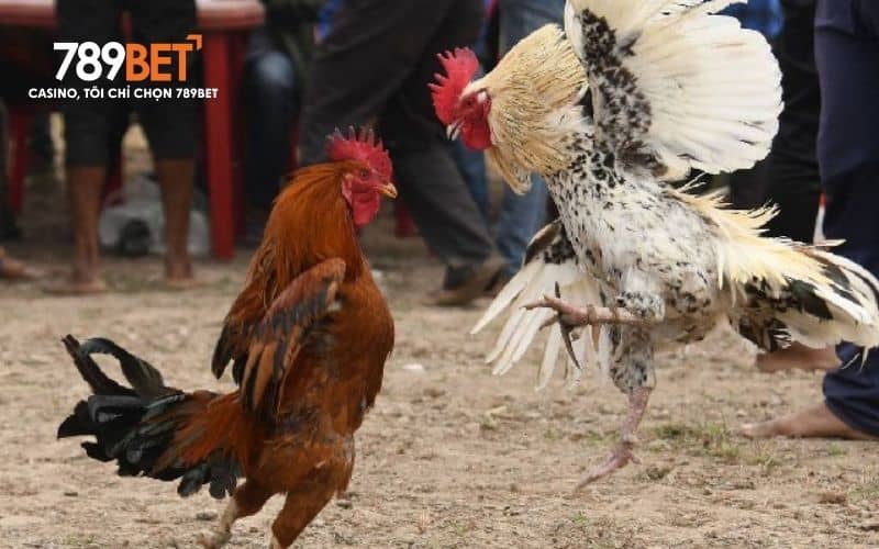 Luật chơi khi đặt cược đá gà cựa sắt Luật chơi khi đặt cược đá gà cựa sắt